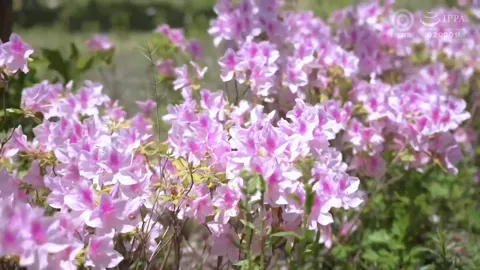 PMV My sister-in-law has a secret love for me because my brother wants a baby.