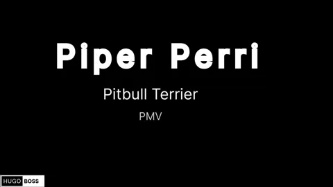 Piper Perri–Pitbull Terrier 