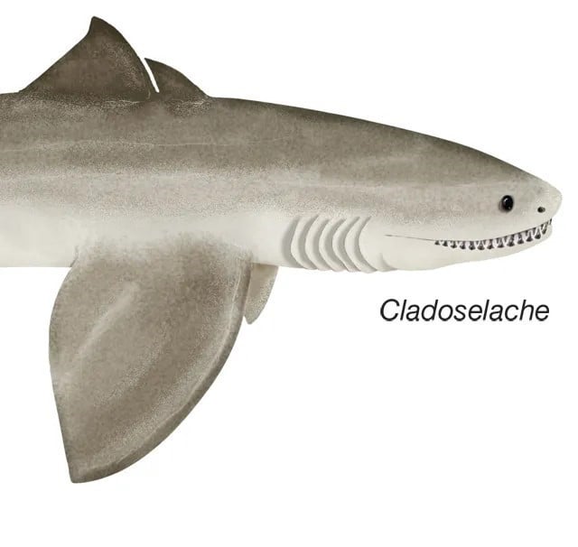cladoselache